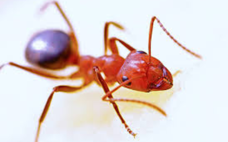 Ant control service in Dallas