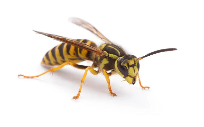 Yellow jacket and carpenter bee control service