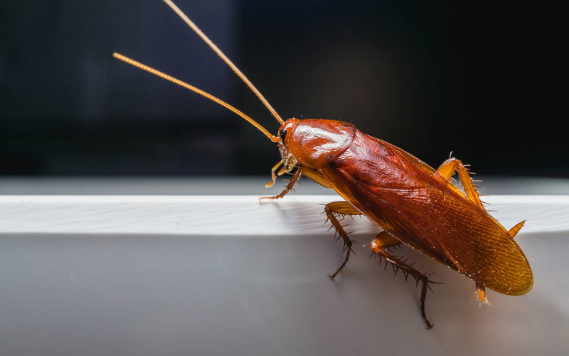 Cockroach control service in Dallas